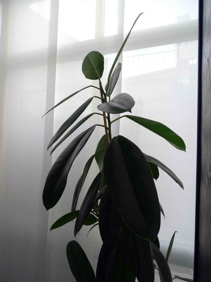 CacesFocolareアパートメント エクステリア 写真